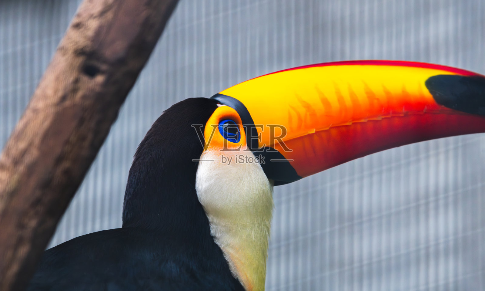 德希瓦拉动物园的巨嘴鸟特写，色彩鲜艳的橙色和黄色喙，带有独特的红色花纹和光泽的蓝色眼睛。照片摄影图片