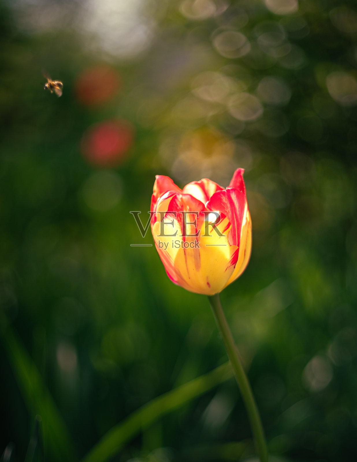 郁金香照片摄影图片