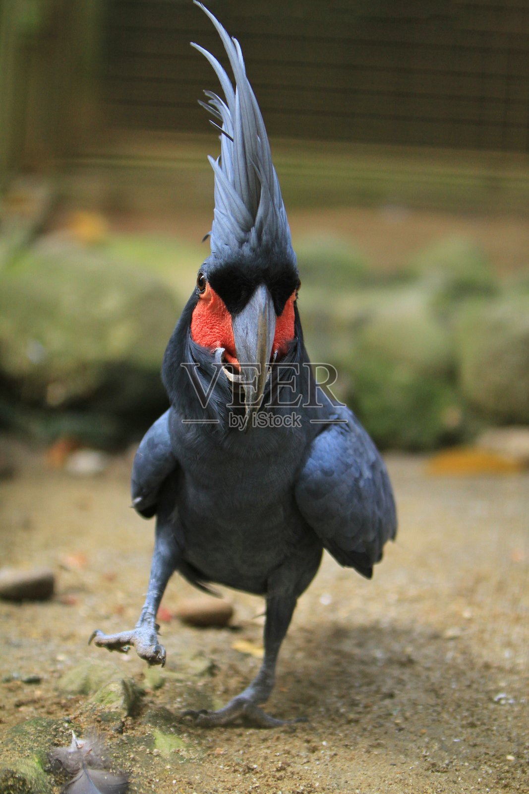 棕榈鹦鹉照片摄影图片