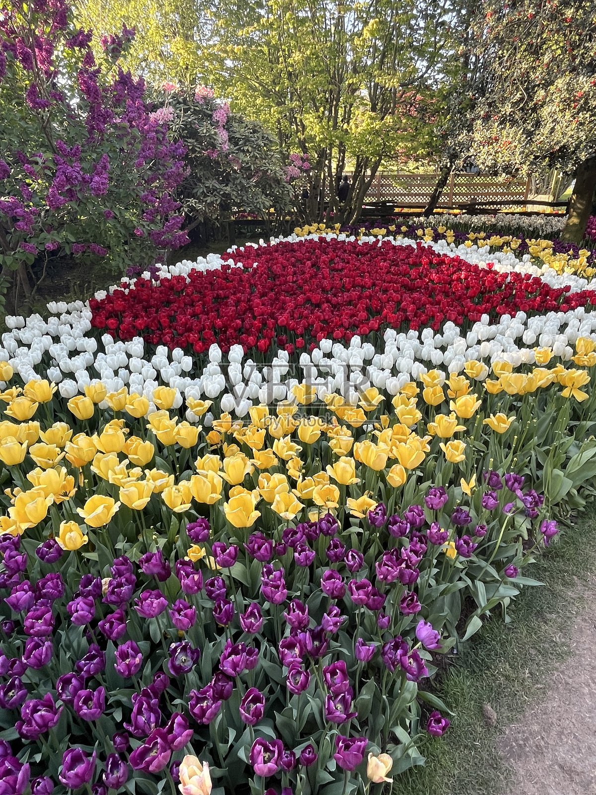 心形郁金香花床照片摄影图片