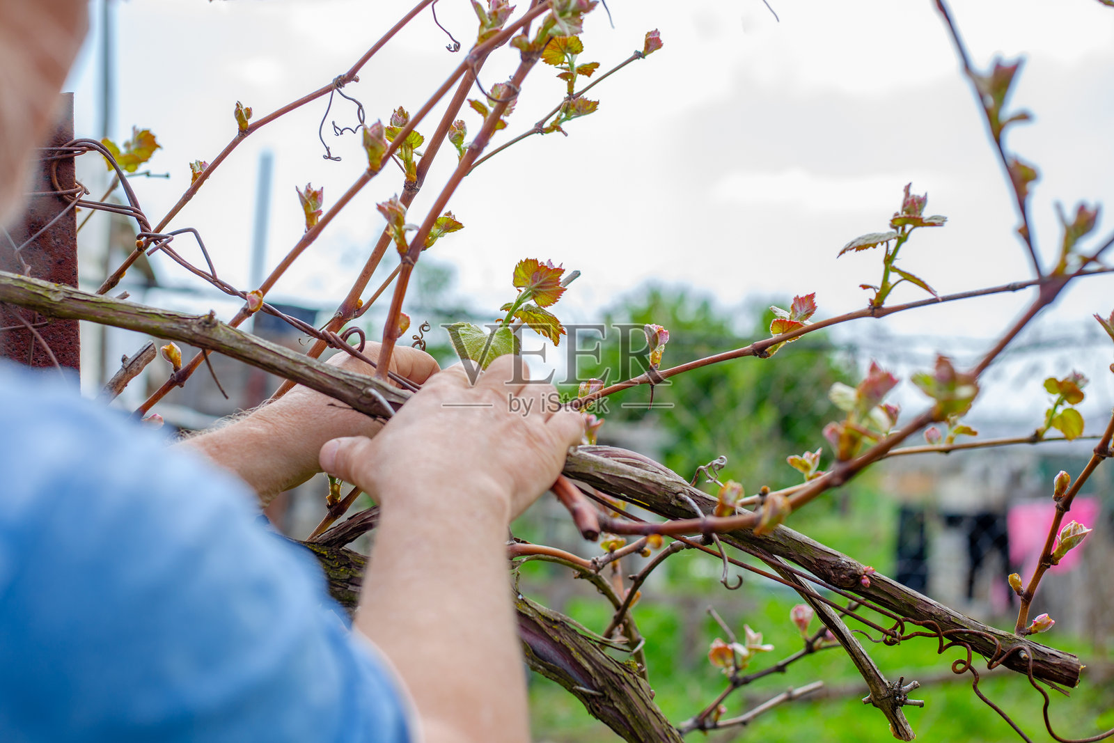 园丁绑扎葡萄藤。春季葡萄灌木的形成照片摄影图片