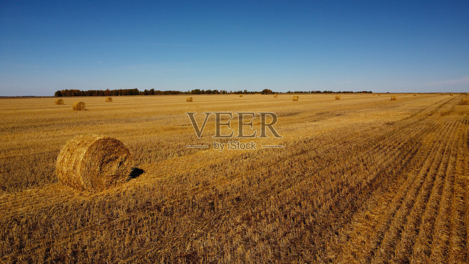 田野上的稻草 bale照片摄影图片