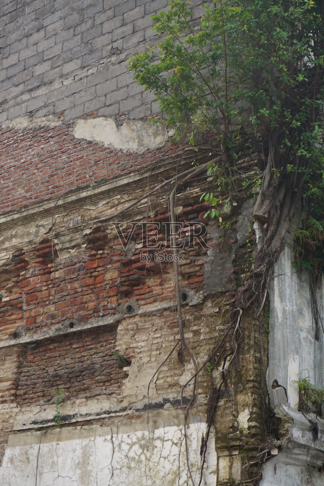 老砖墙，藤蔓生长，城市衰败，背景街道照片摄影图片