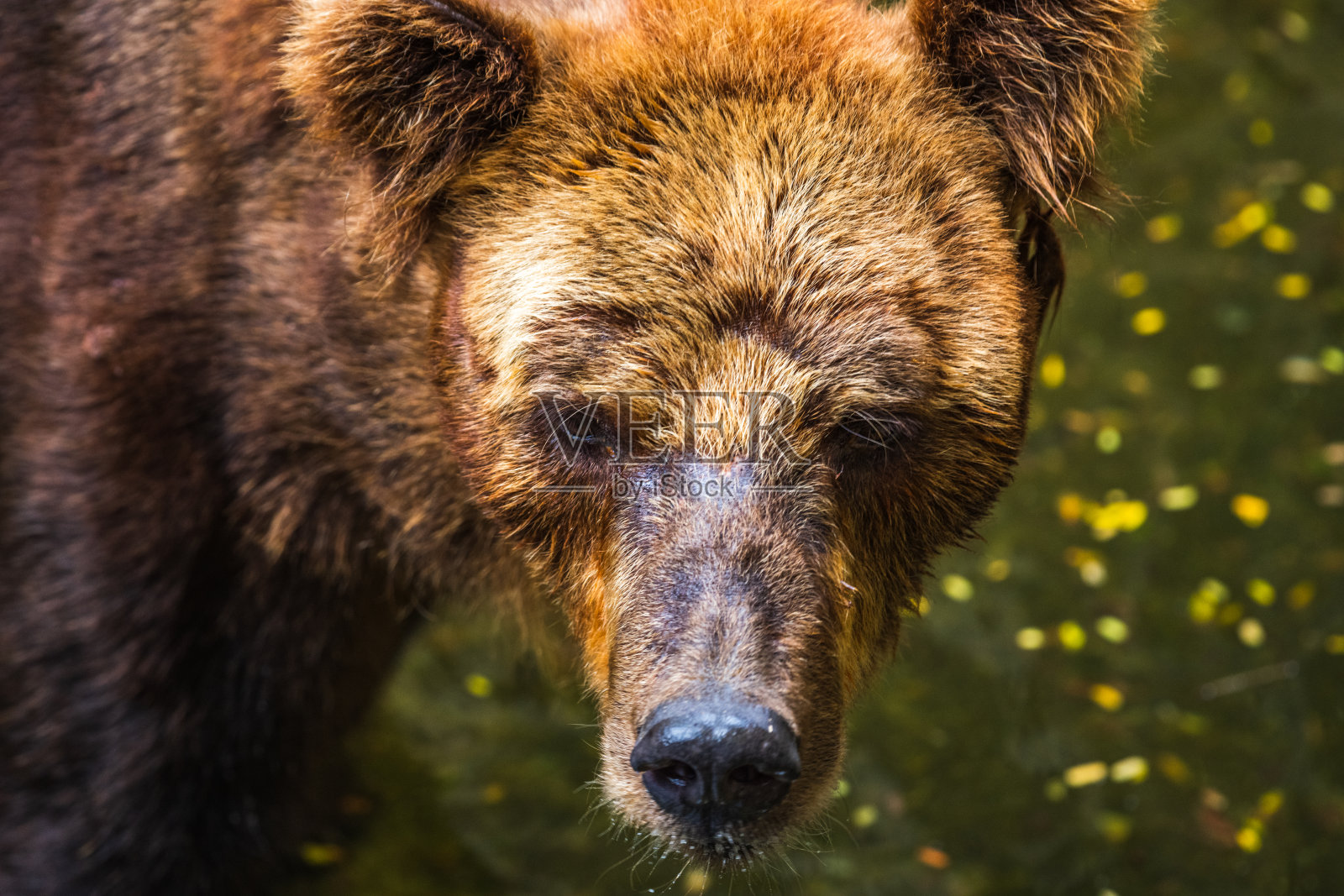斯里兰卡德希瓦拉动物园的棕熊特写，湿漉漉的毛发纠结在一起照片摄影图片
