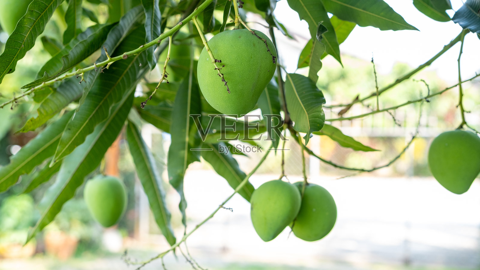 树上的生芒果照片摄影图片