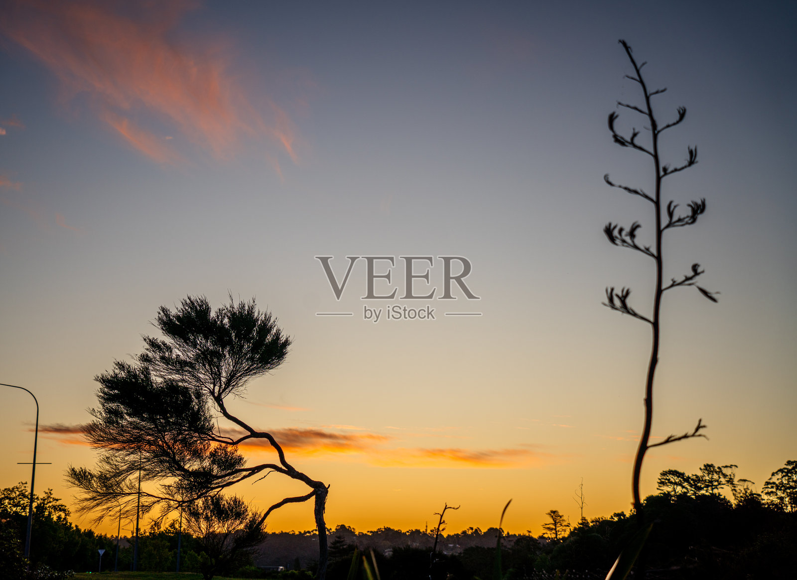 夕阳下的弯曲树干和新西兰亚麻照片摄影图片