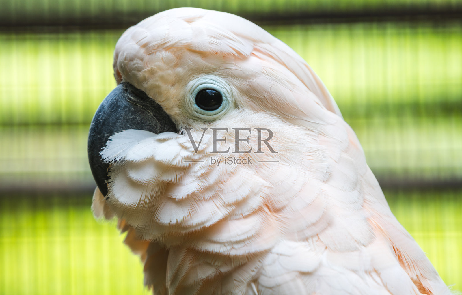 德希瓦尔动物园内的红顶鹦鹉特写镜头。照片摄影图片