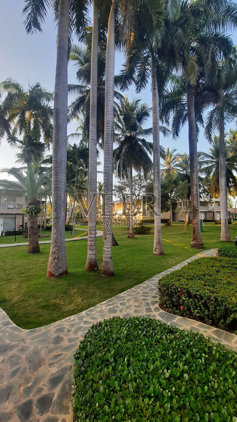 金色时光下郁郁葱葱的热带花园，棕榈树营造出宁静的氛围，位于美丽的度假胜地。照片摄影图片