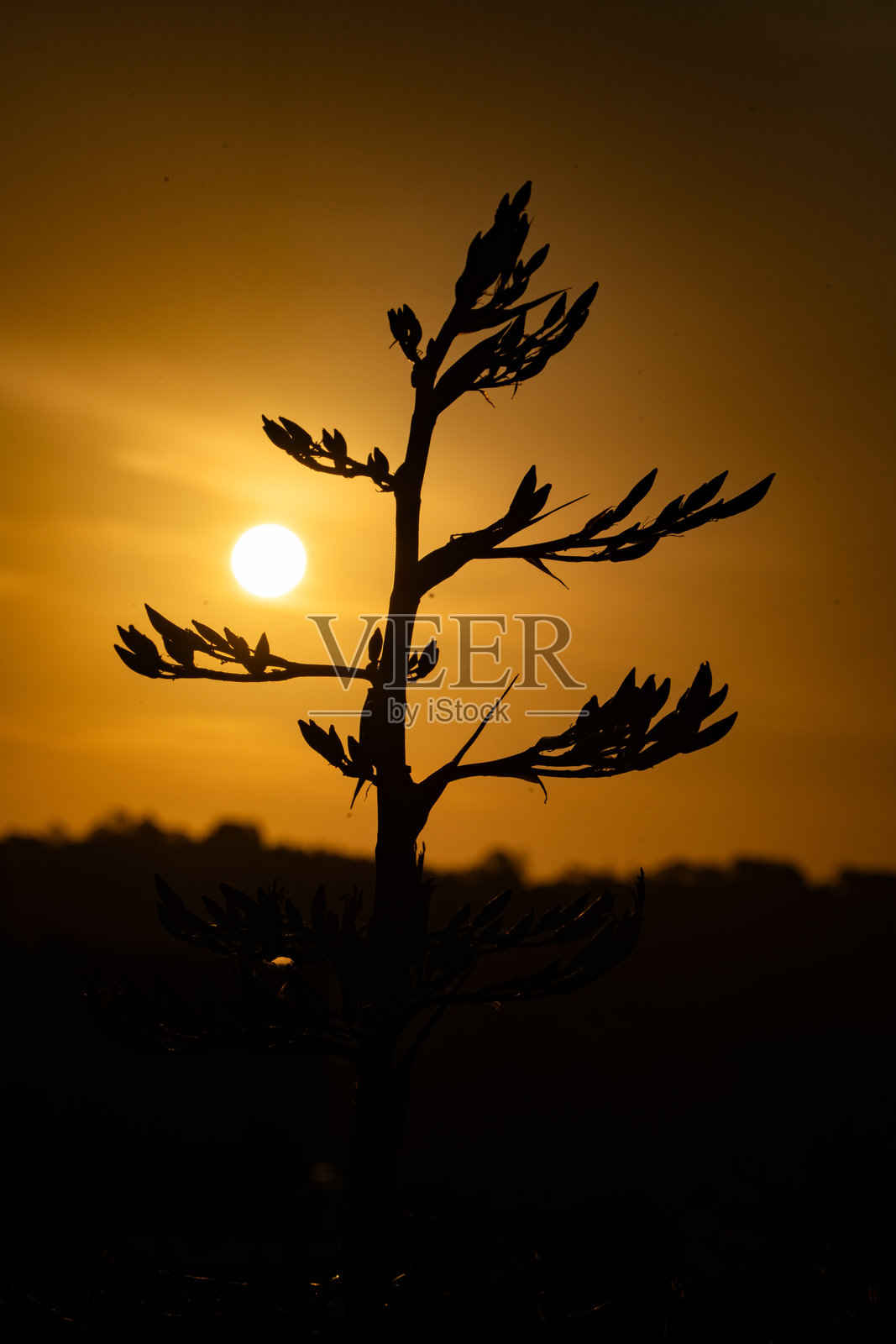 新西兰亚麻在落日余晖中照片摄影图片