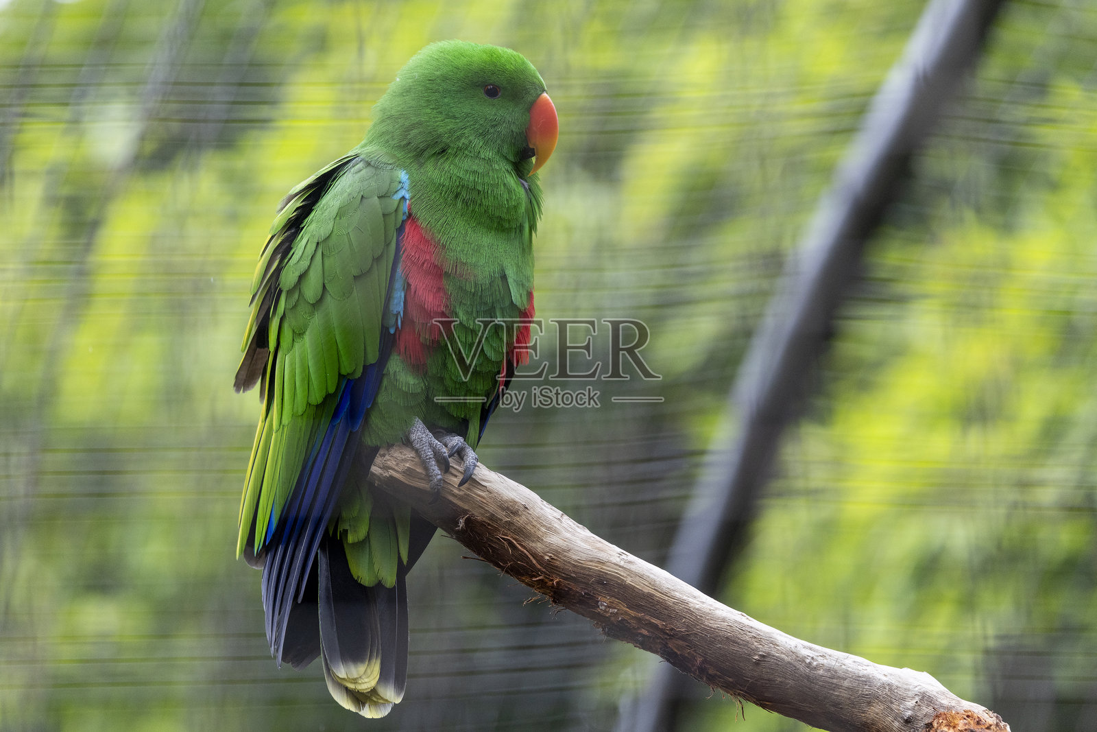 雄性变色鹦鹉照片摄影图片