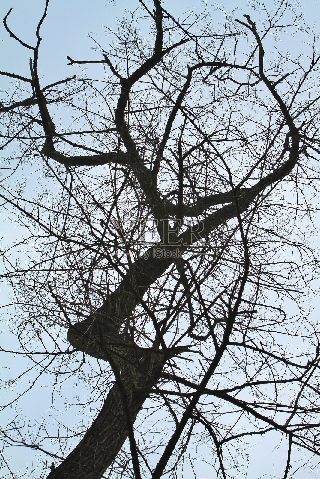 树枝照片摄影图片