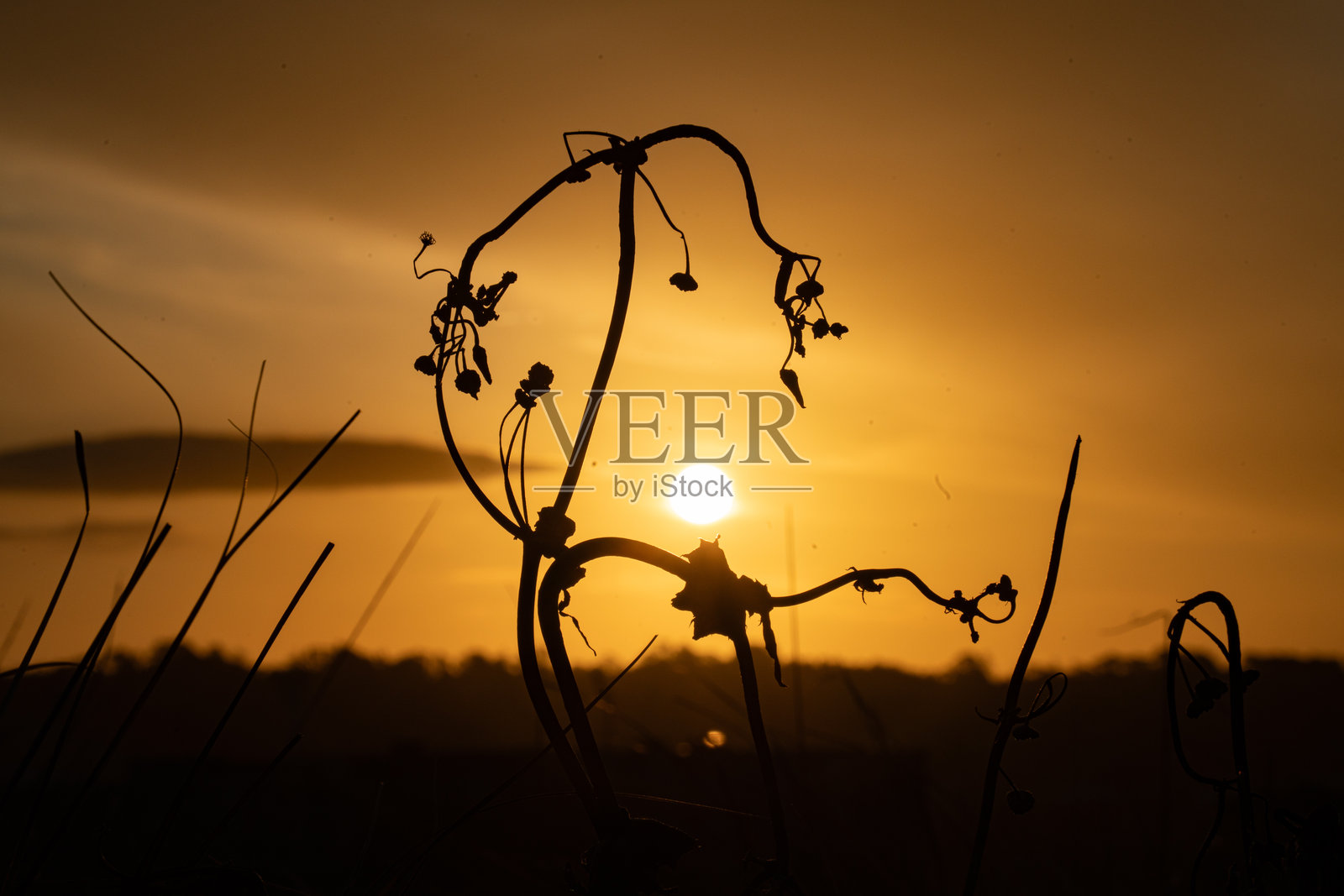 落日下的干芦苇照片摄影图片