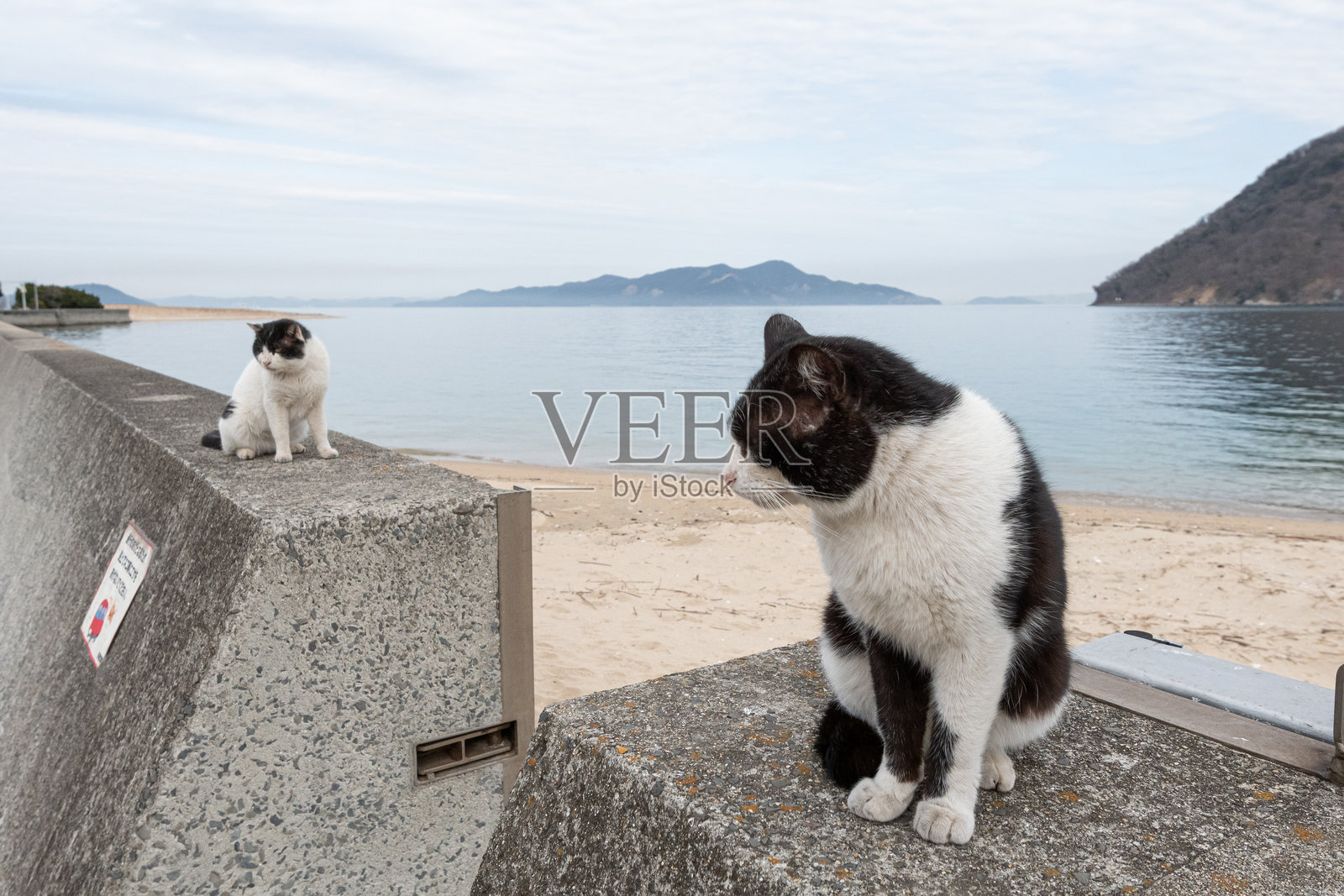 流浪猫坐在堤岸上照片摄影图片