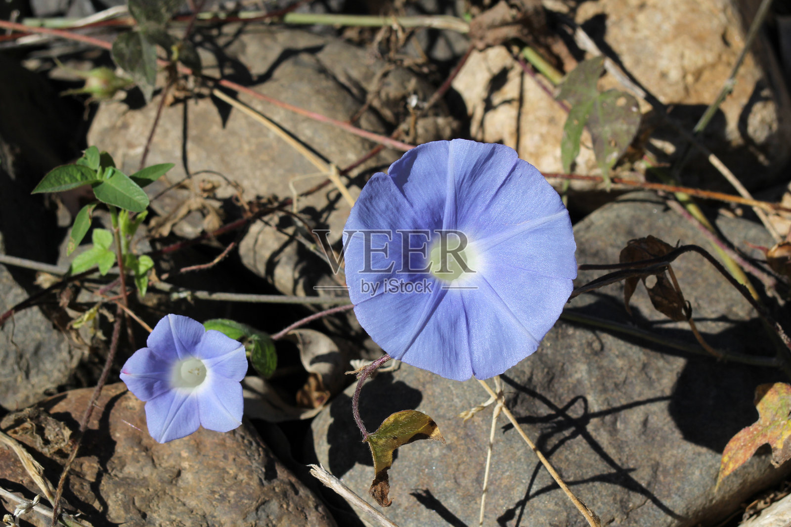 两朵蓝色花朵在牵牛花（Ipomoea）藤植物上照片摄影图片