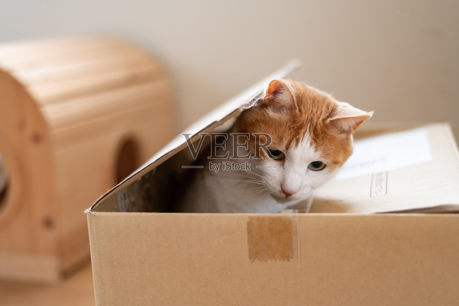 纸箱里的猫照片摄影图片