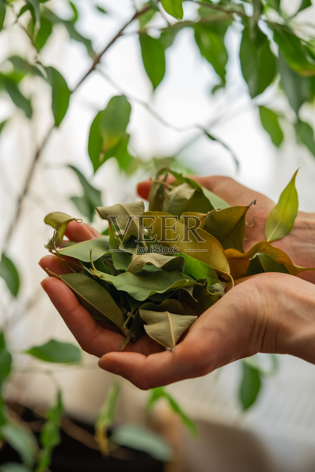 园丁手持新鲜采摘的榕树叶子照片摄影图片