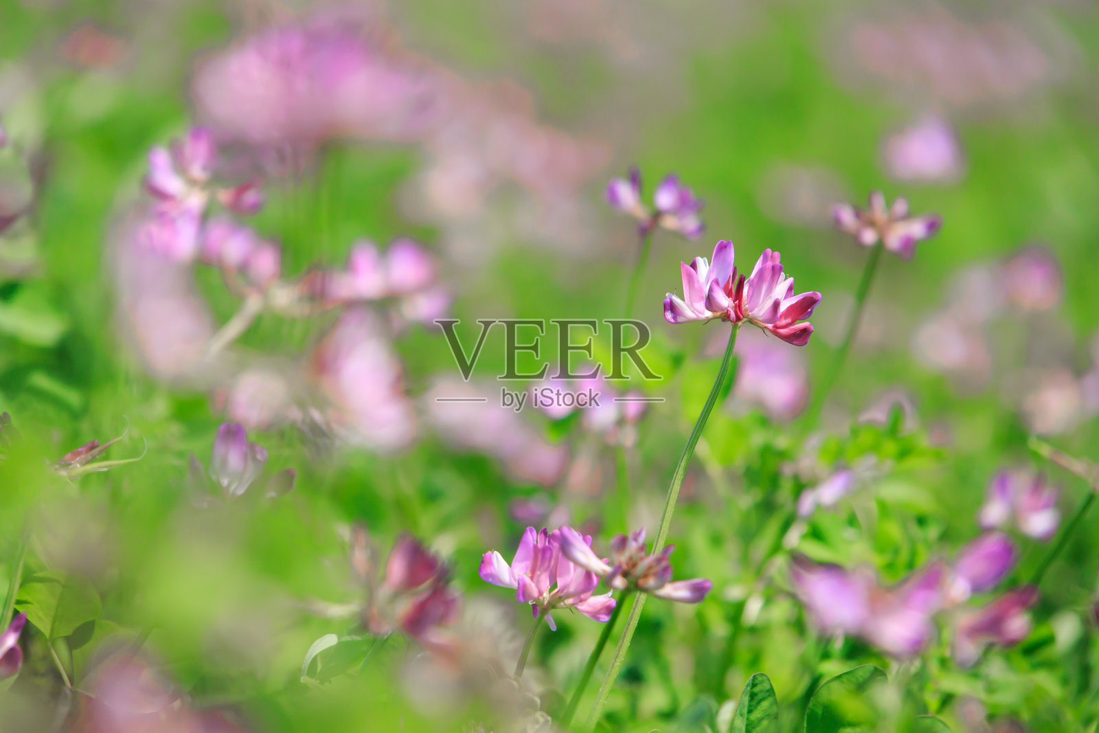 水田中的紫花苜蓿照片摄影图片