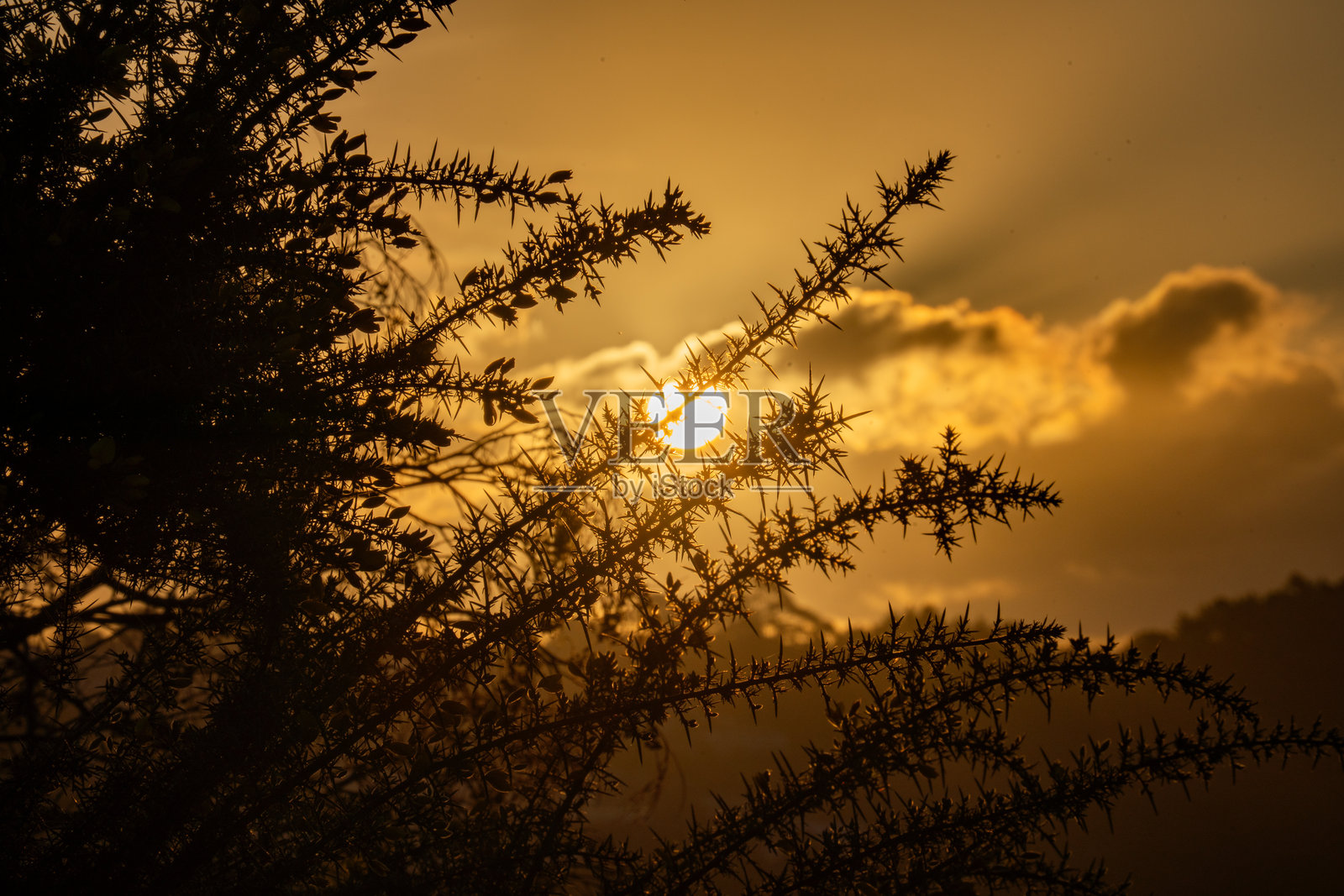 夕阳透过树枝照片摄影图片