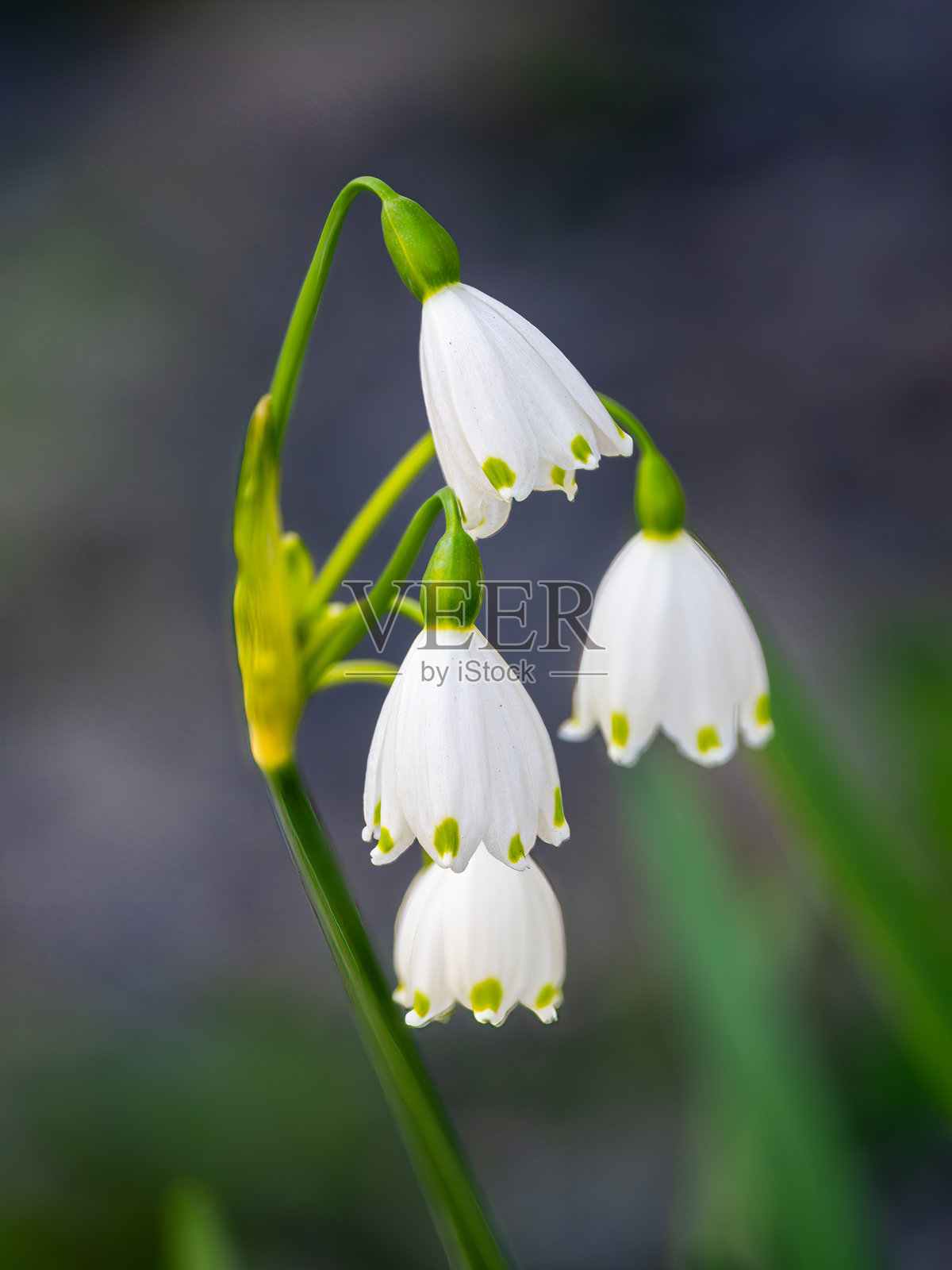 White Bell-Shaped Flowers with Green Tips照片摄影图片