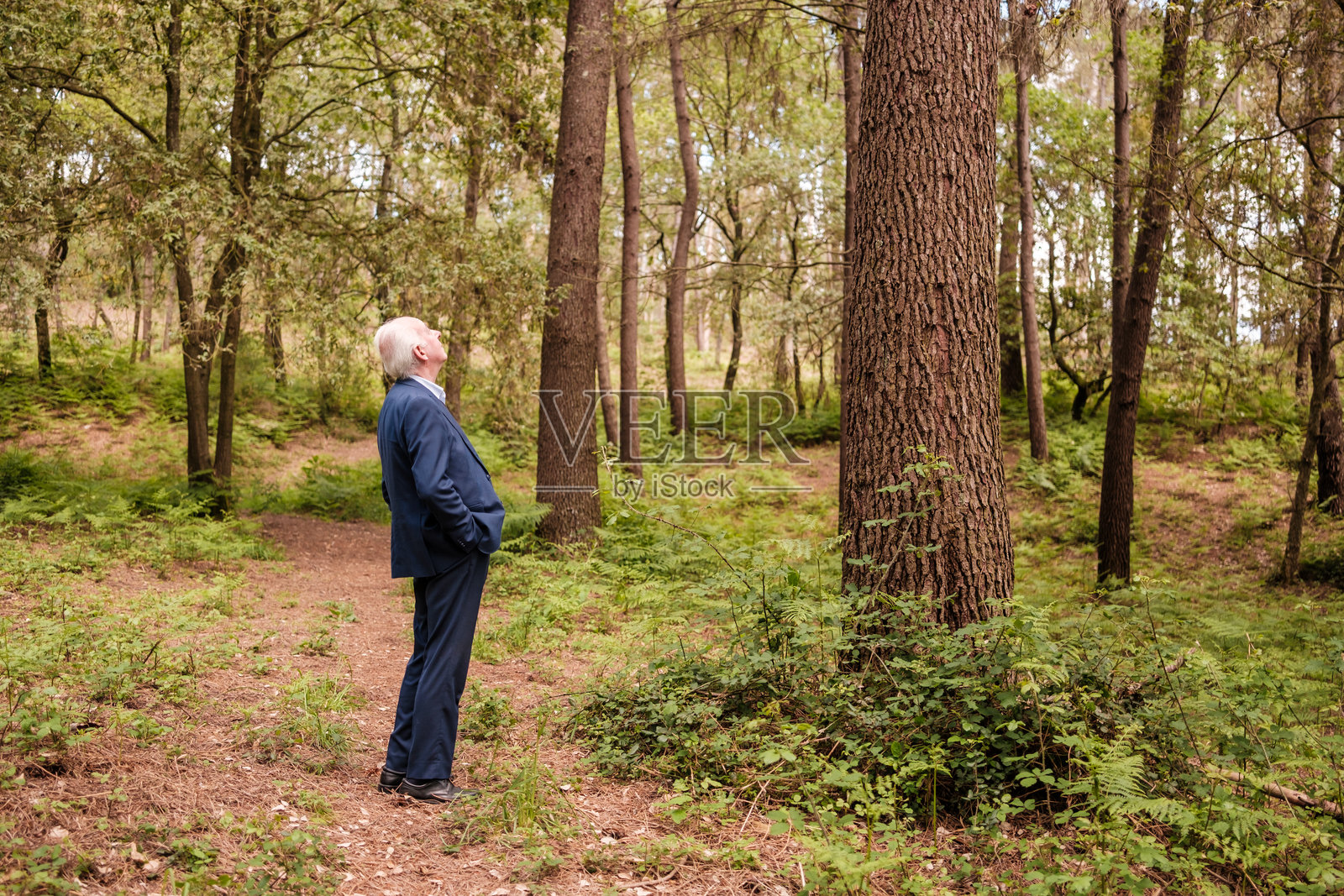一位高级商人在森林中休息时仰望高大的树木照片摄影图片