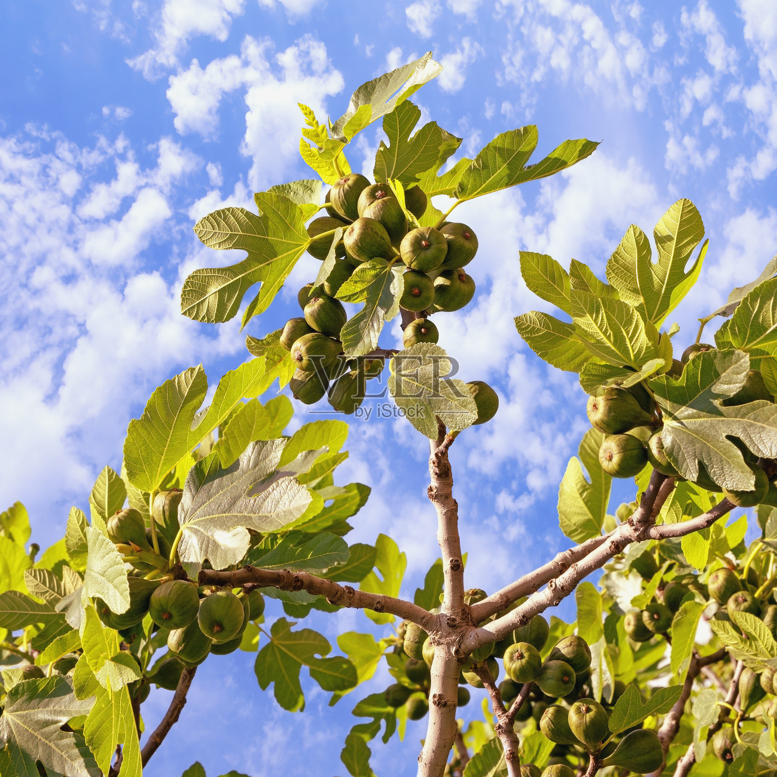 无花果树（Ficus carica）的一枝，绿叶和果实映衬在天空中。照片摄影图片