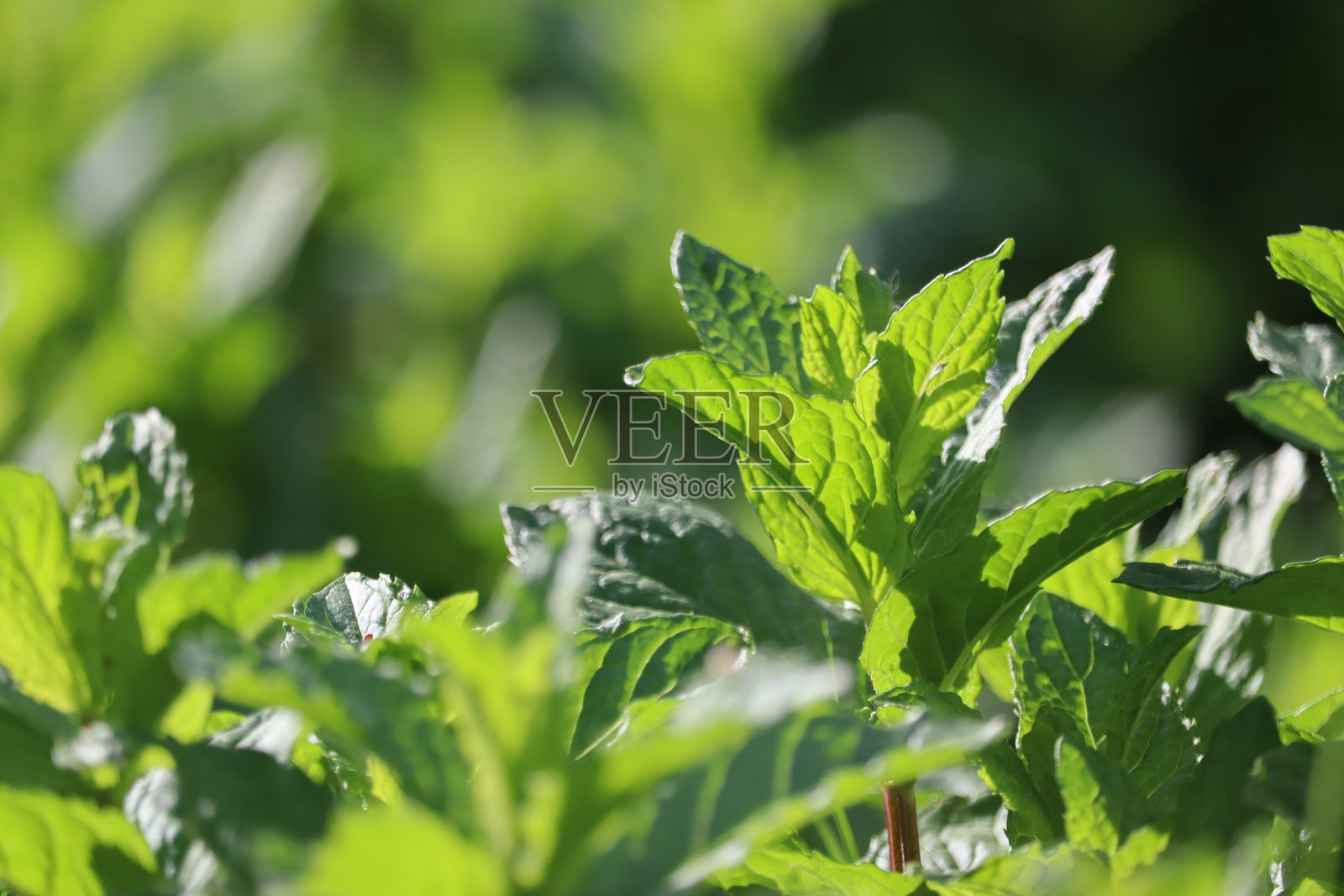 薄荷田照片摄影图片