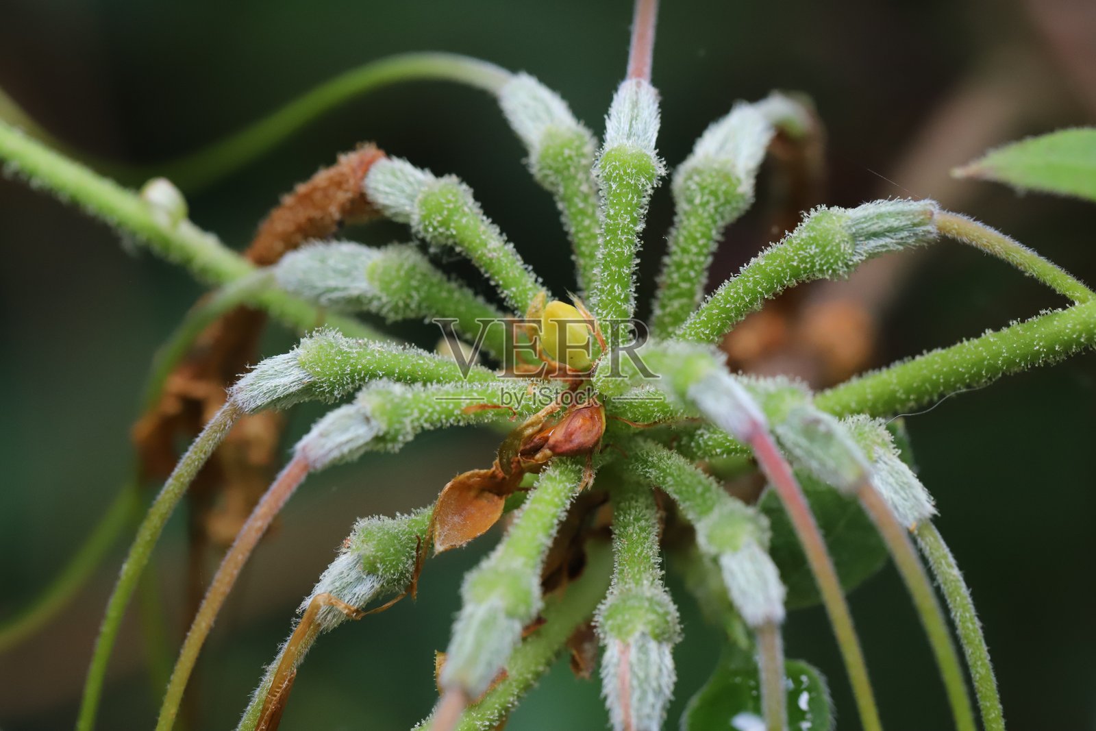 枯萎的金银花杜鹃花照片摄影图片