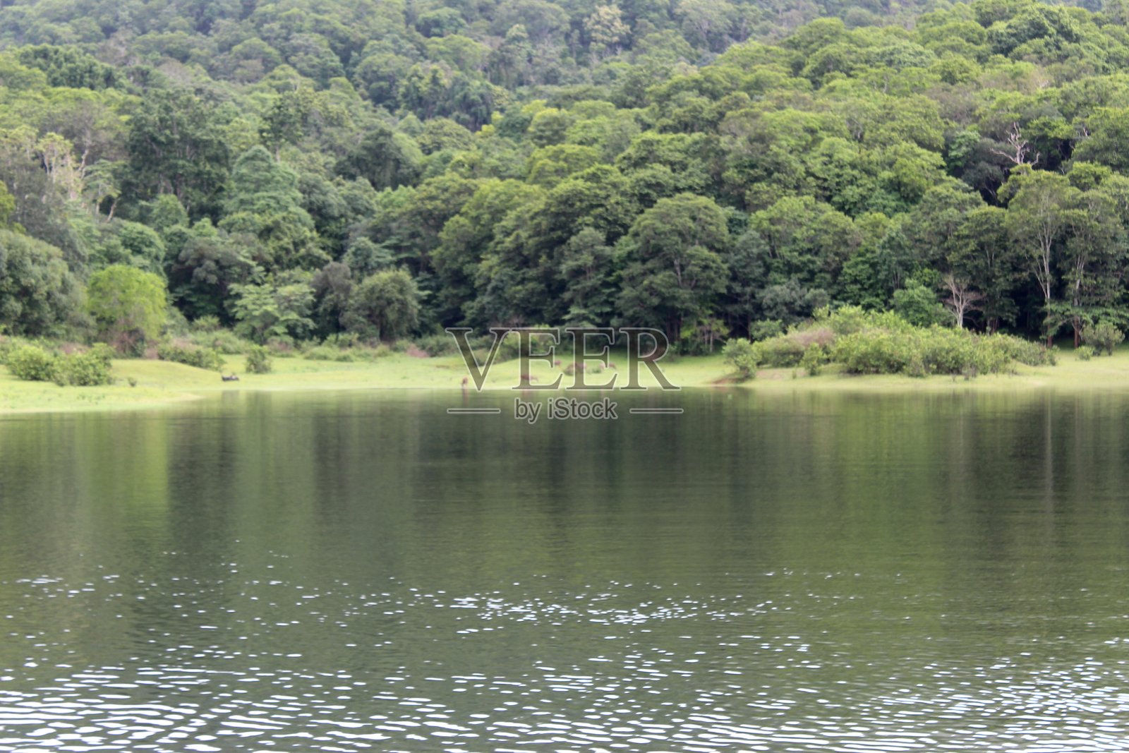 湖泊被树木环绕的风景照片照片摄影图片