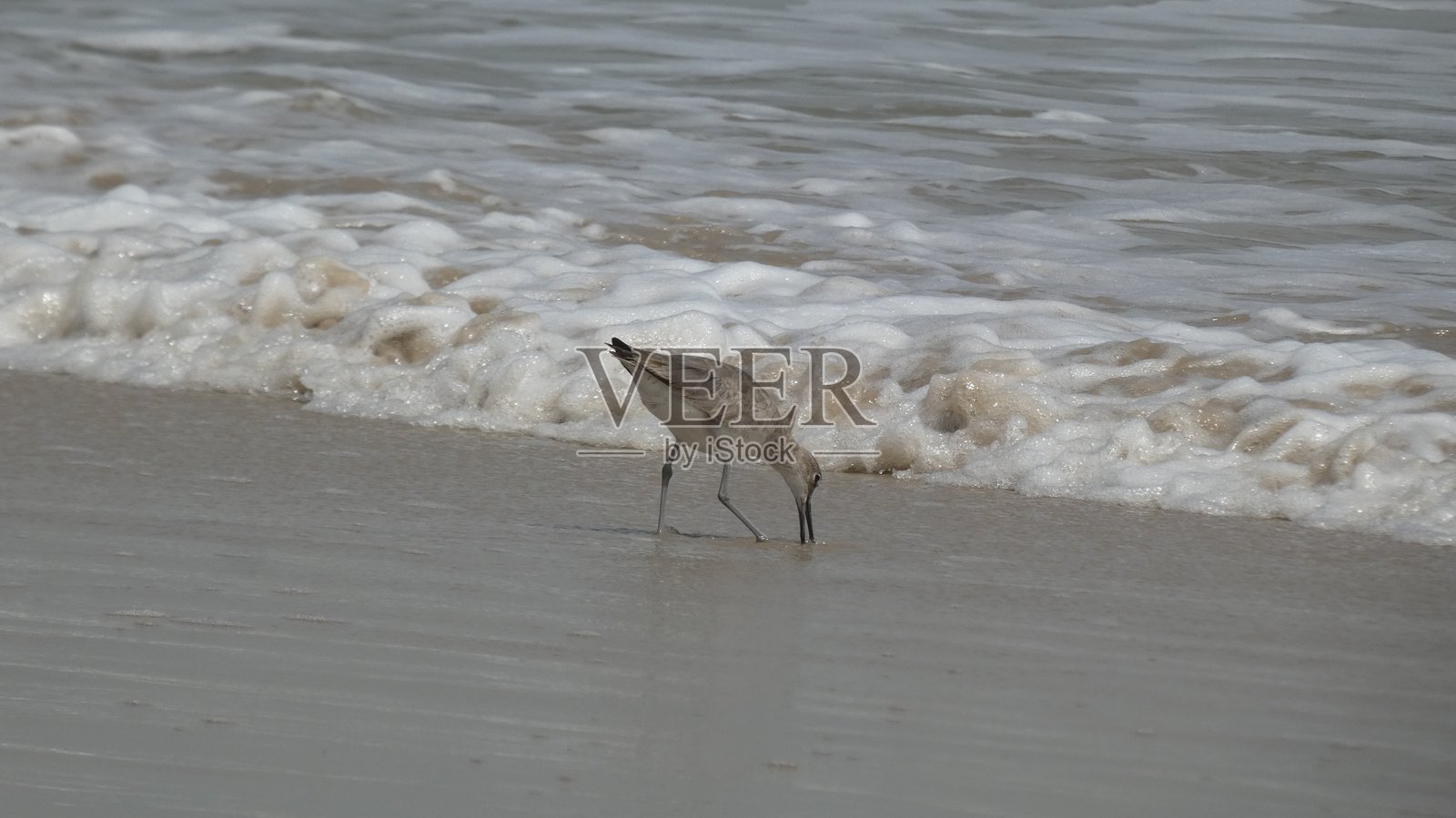水边的一只沙鸥照片摄影图片