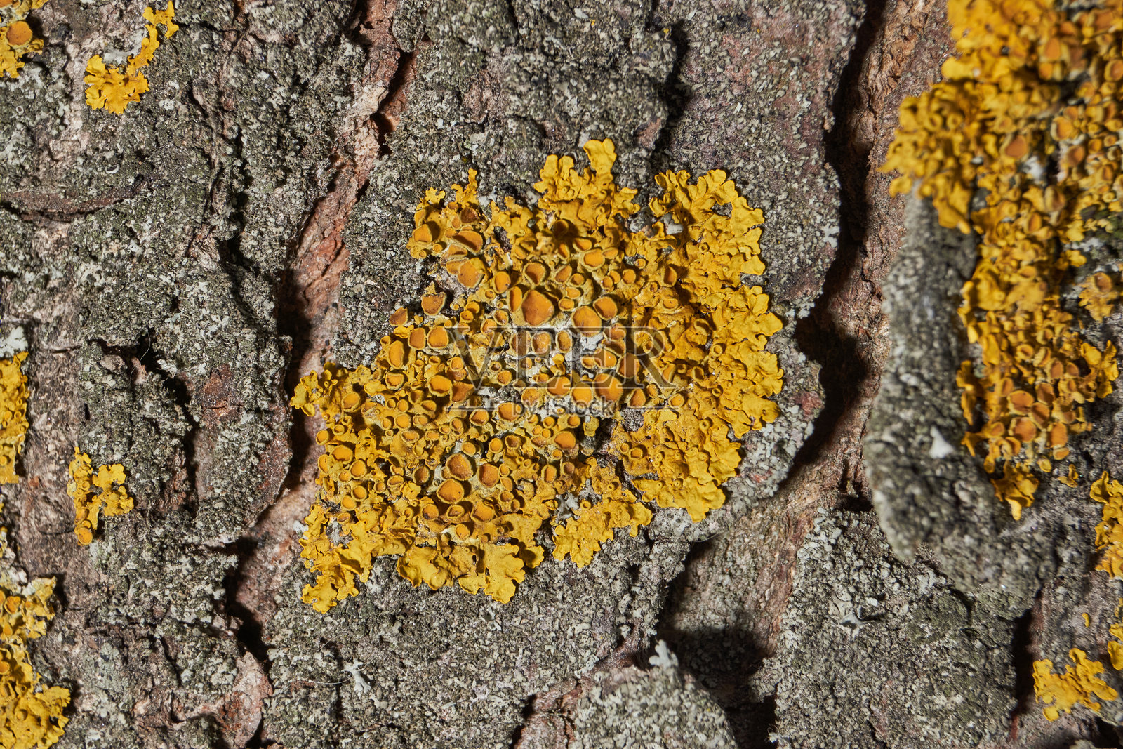 墙生黄衣 (拉丁名：Xanthoria parietina) 是一种属于天花粉科的地衣，属于黄衣属。照片摄影图片