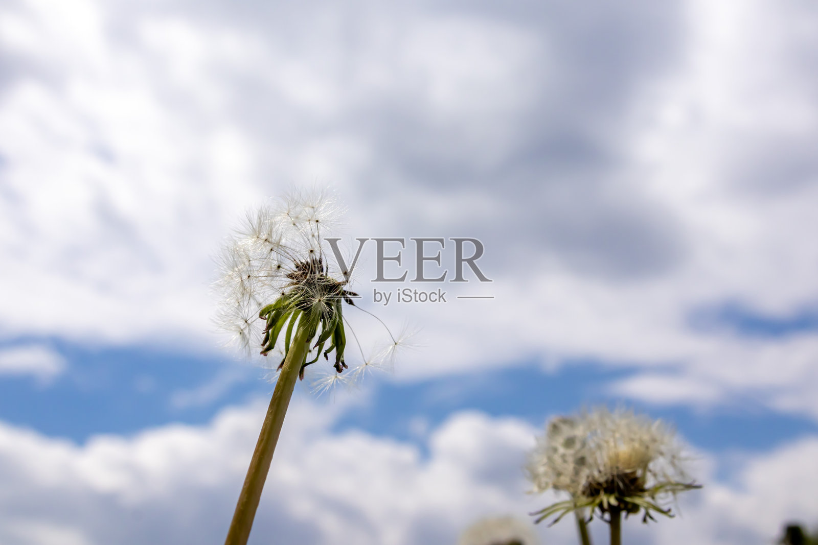 蒲公英绒毛照片摄影图片