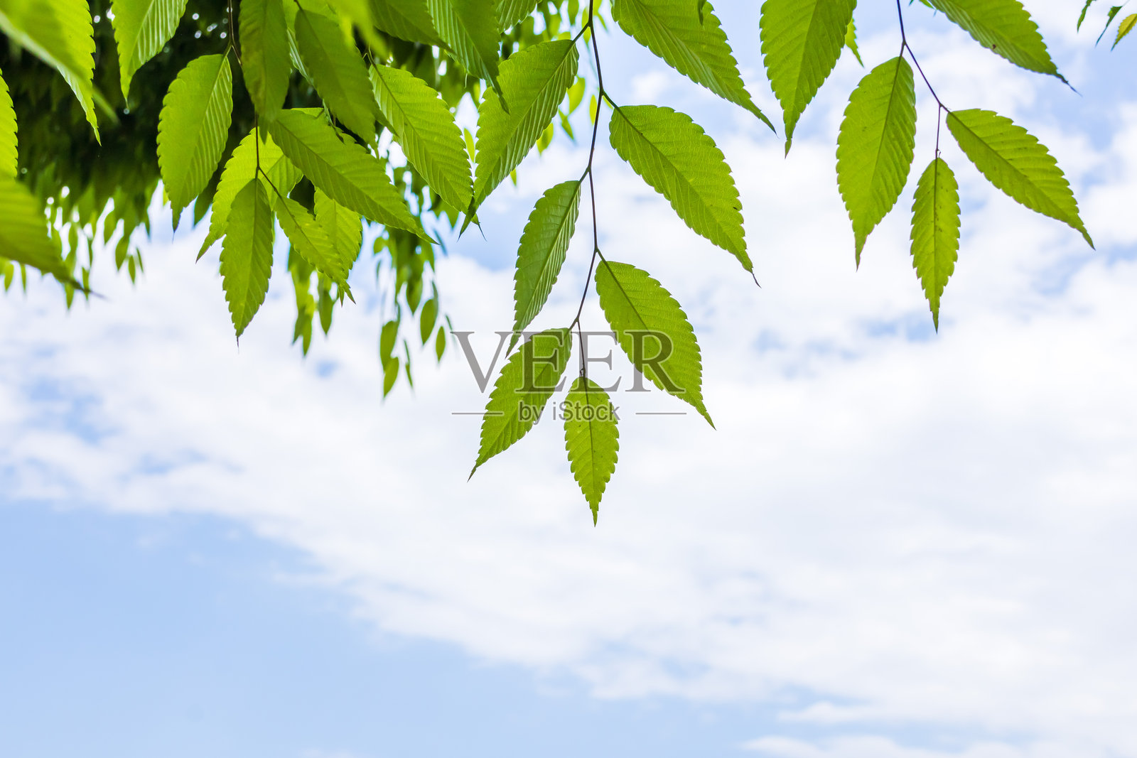 晴朗的天空和新鲜的绿叶照片摄影图片
