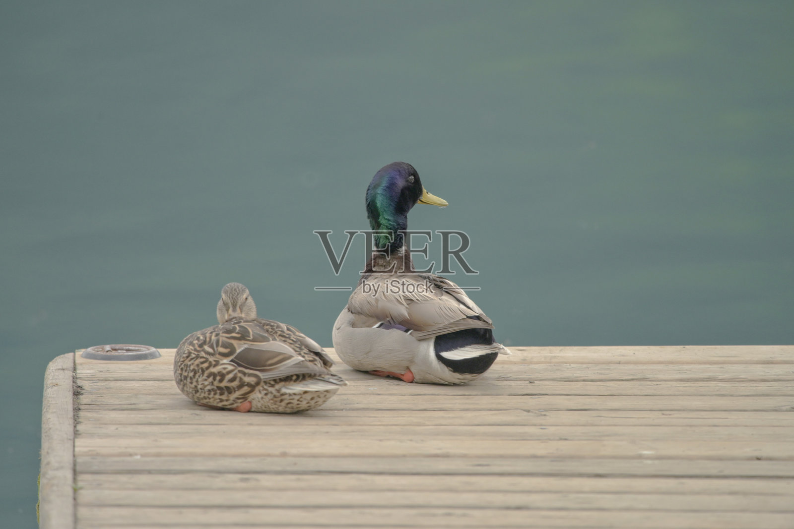 野鸭照片摄影图片