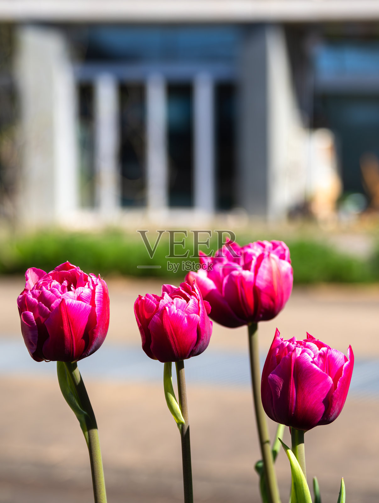 生机勃勃的城市粉色郁金香盛开照片摄影图片