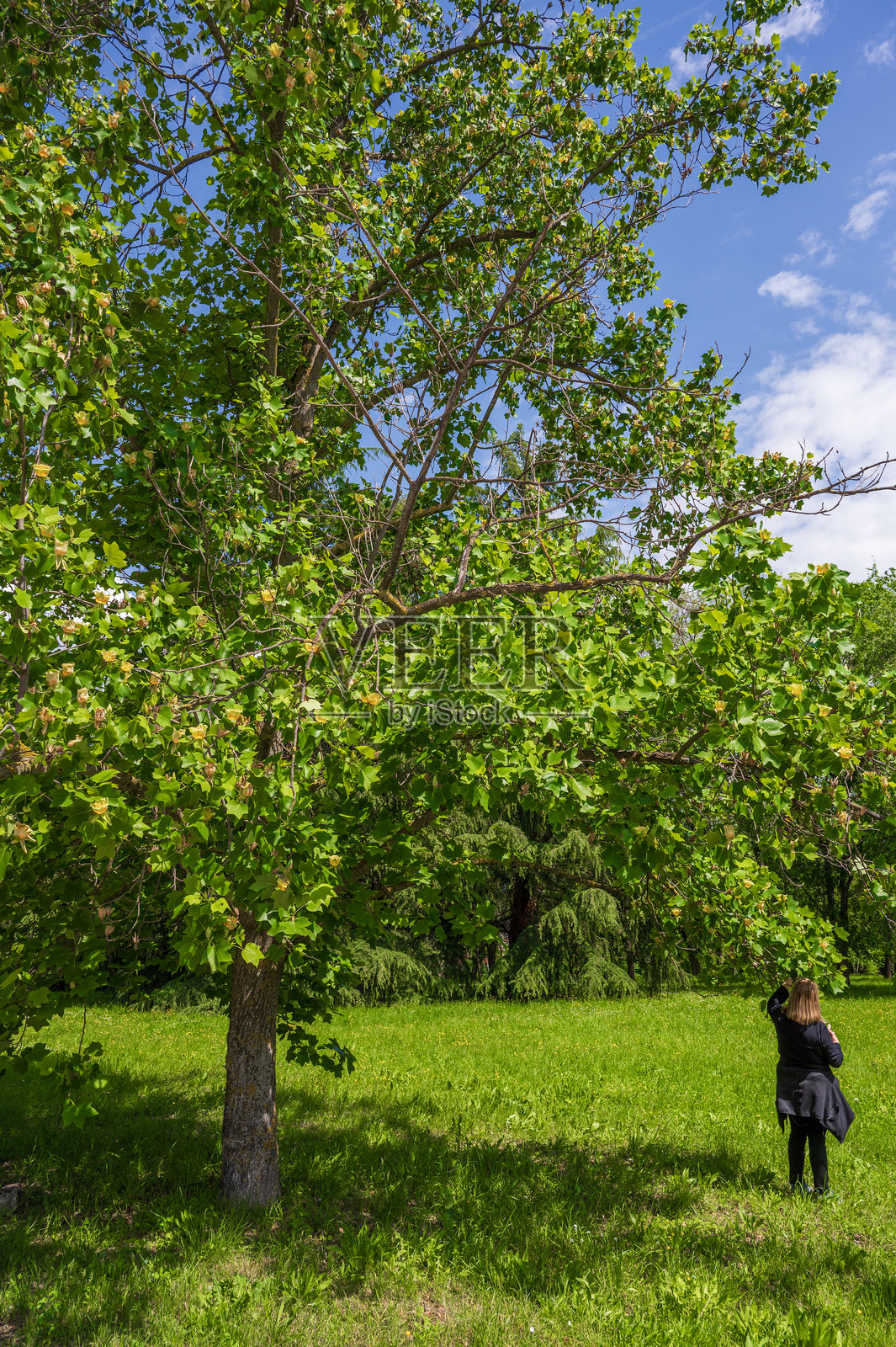 春天的郁金香树照片摄影图片