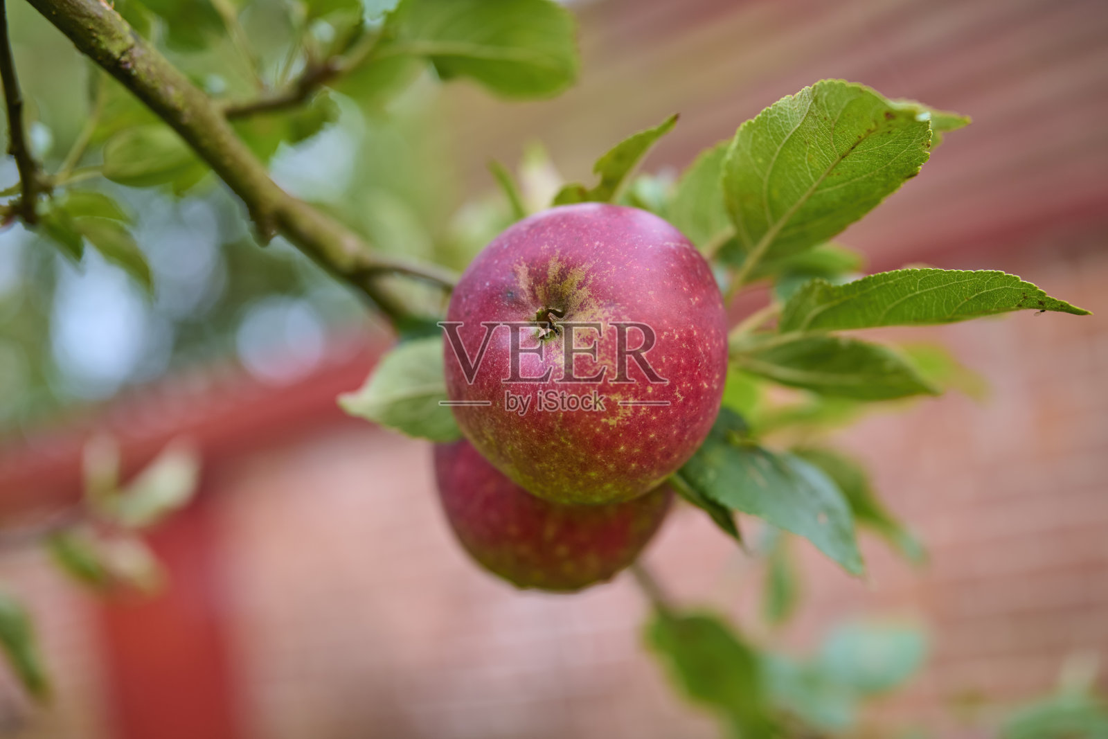特写镜头下的红苹果挂在树上照片摄影图片