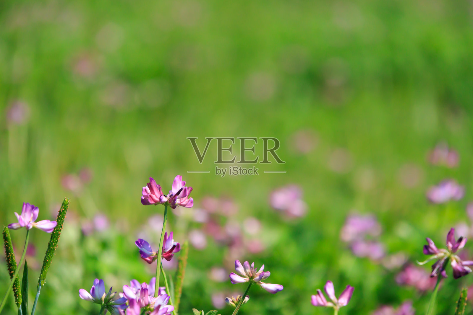 水田中的紫花苜蓿照片摄影图片