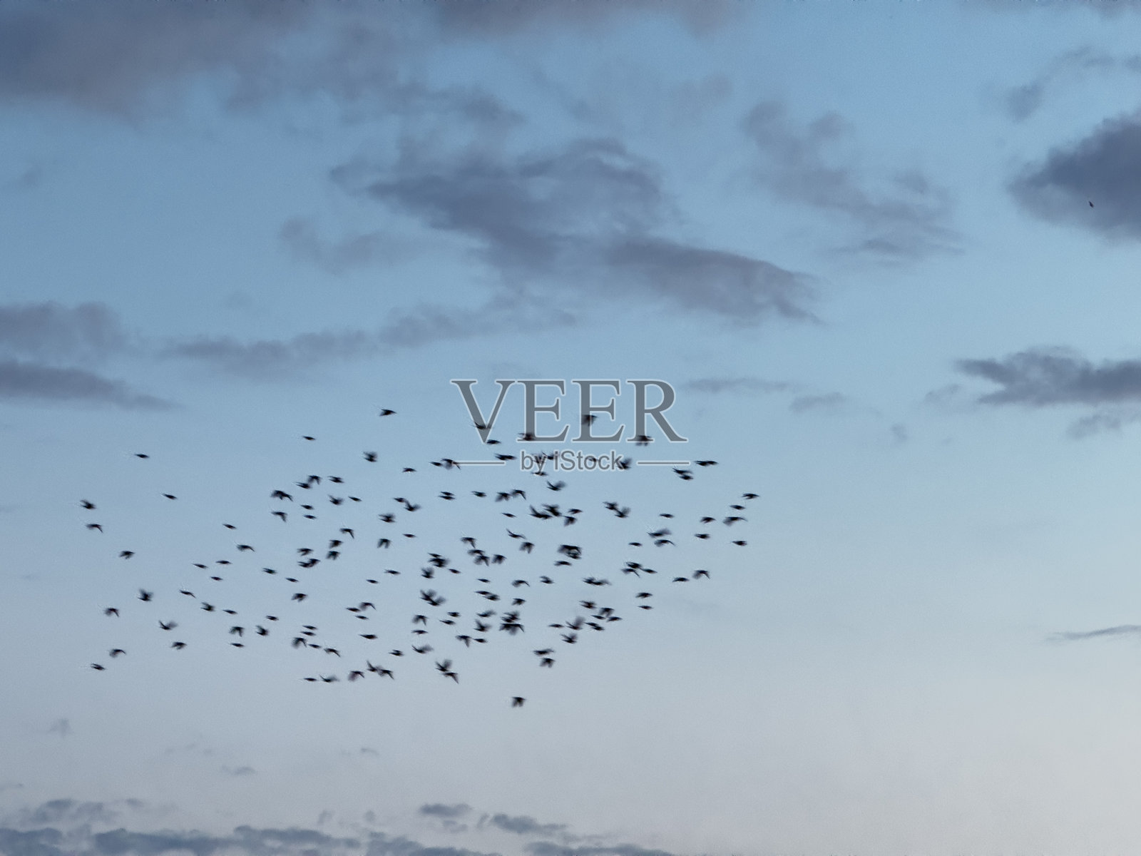 黄昏时分，鸟群在多云的天空中飞翔照片摄影图片