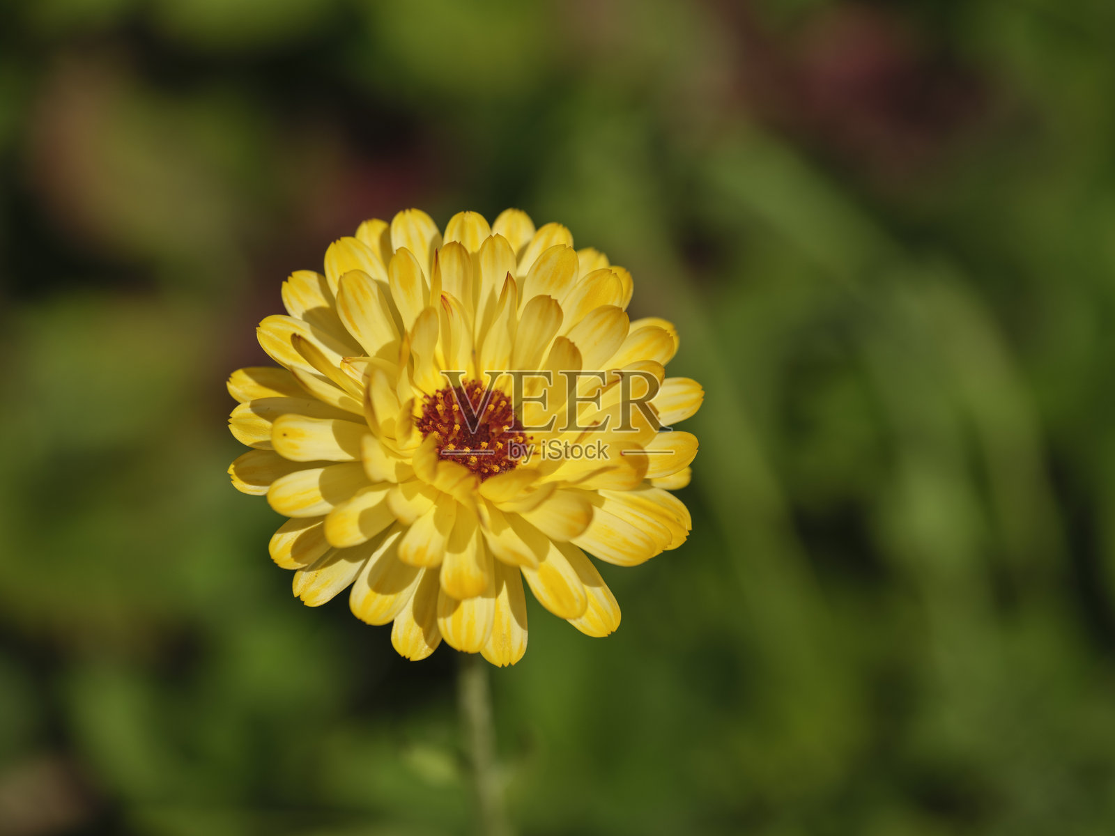 明亮的黄色花朵在郁郁葱葱的绿色花园中展现出生机勃勃的自然美。照片摄影图片