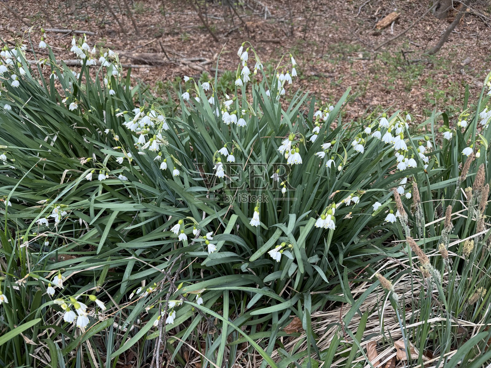 蜜蜂照片摄影图片