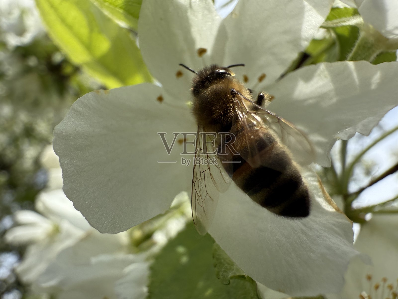 蜜蜂照片摄影图片
