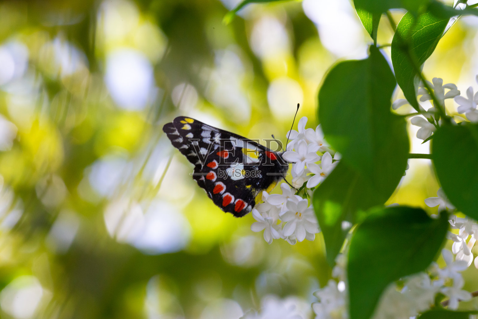 斑点女神蝶为白色樱花授粉照片摄影图片