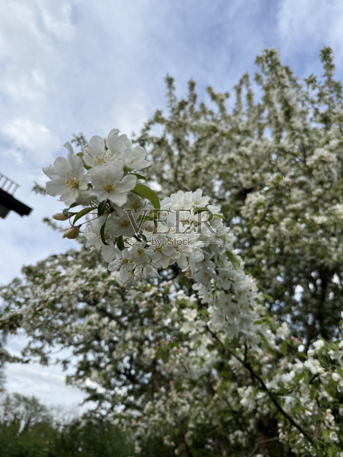 蜜蜂照片摄影图片