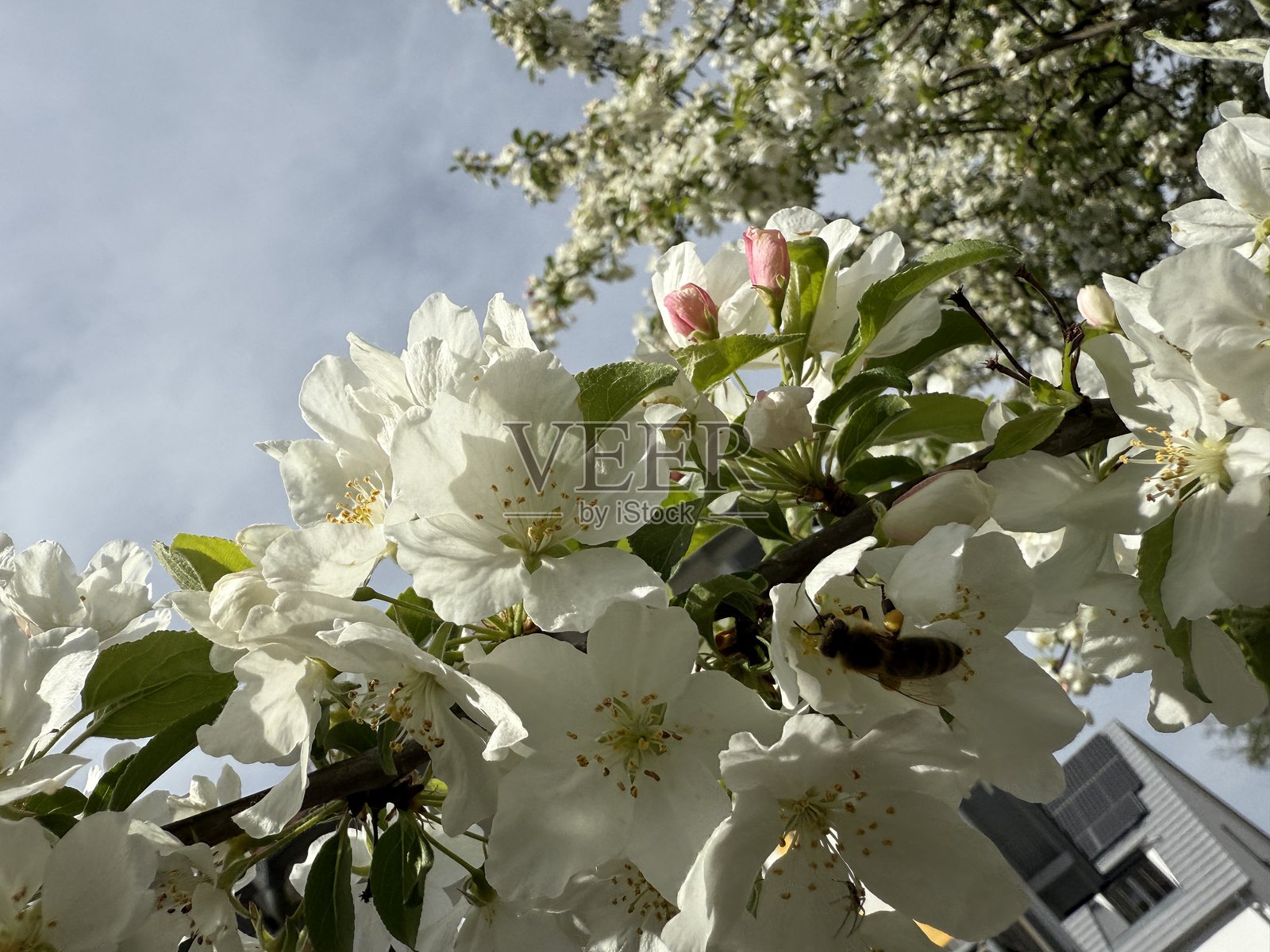 蜜蜂照片摄影图片
