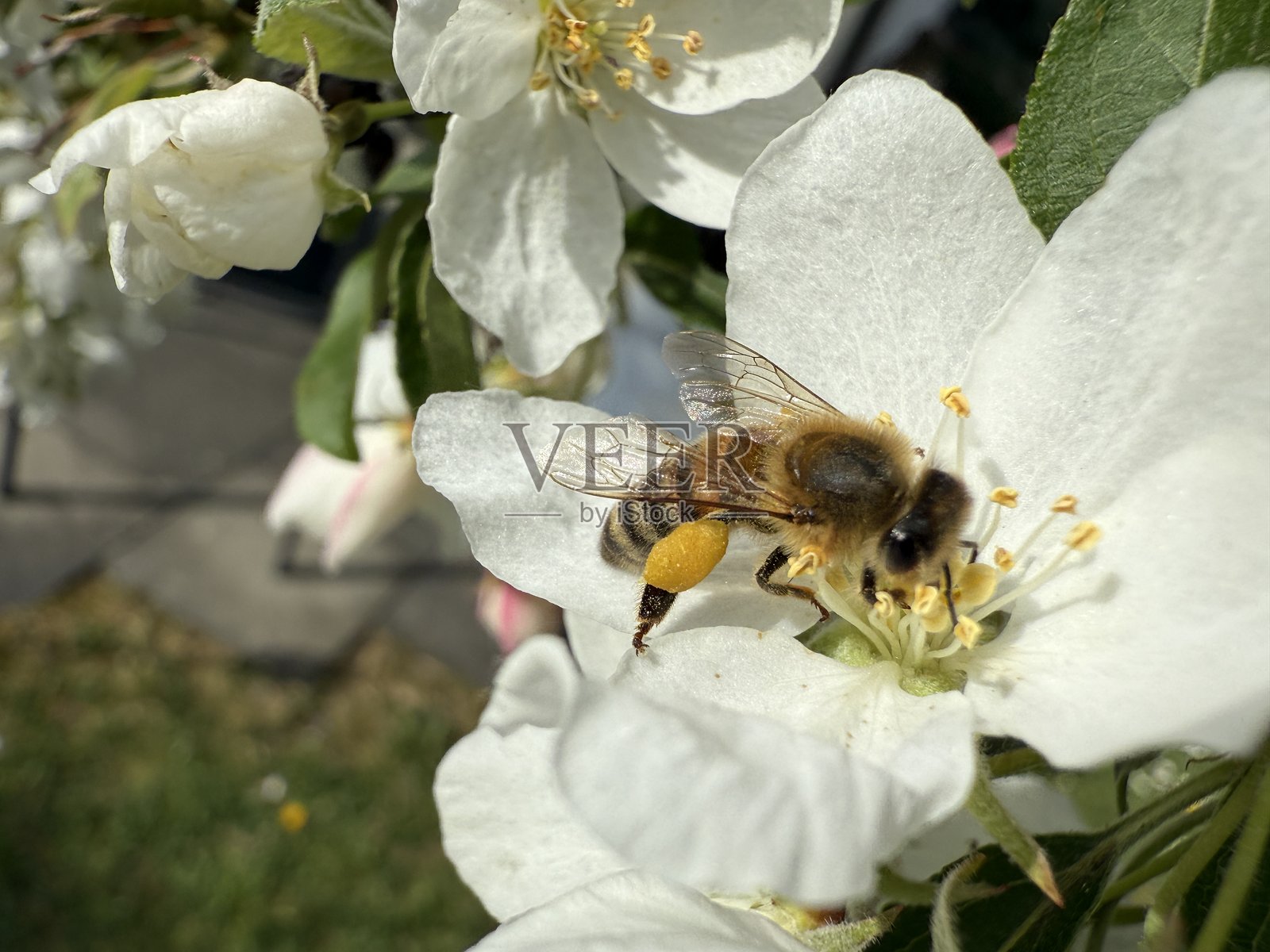 蜜蜂照片摄影图片