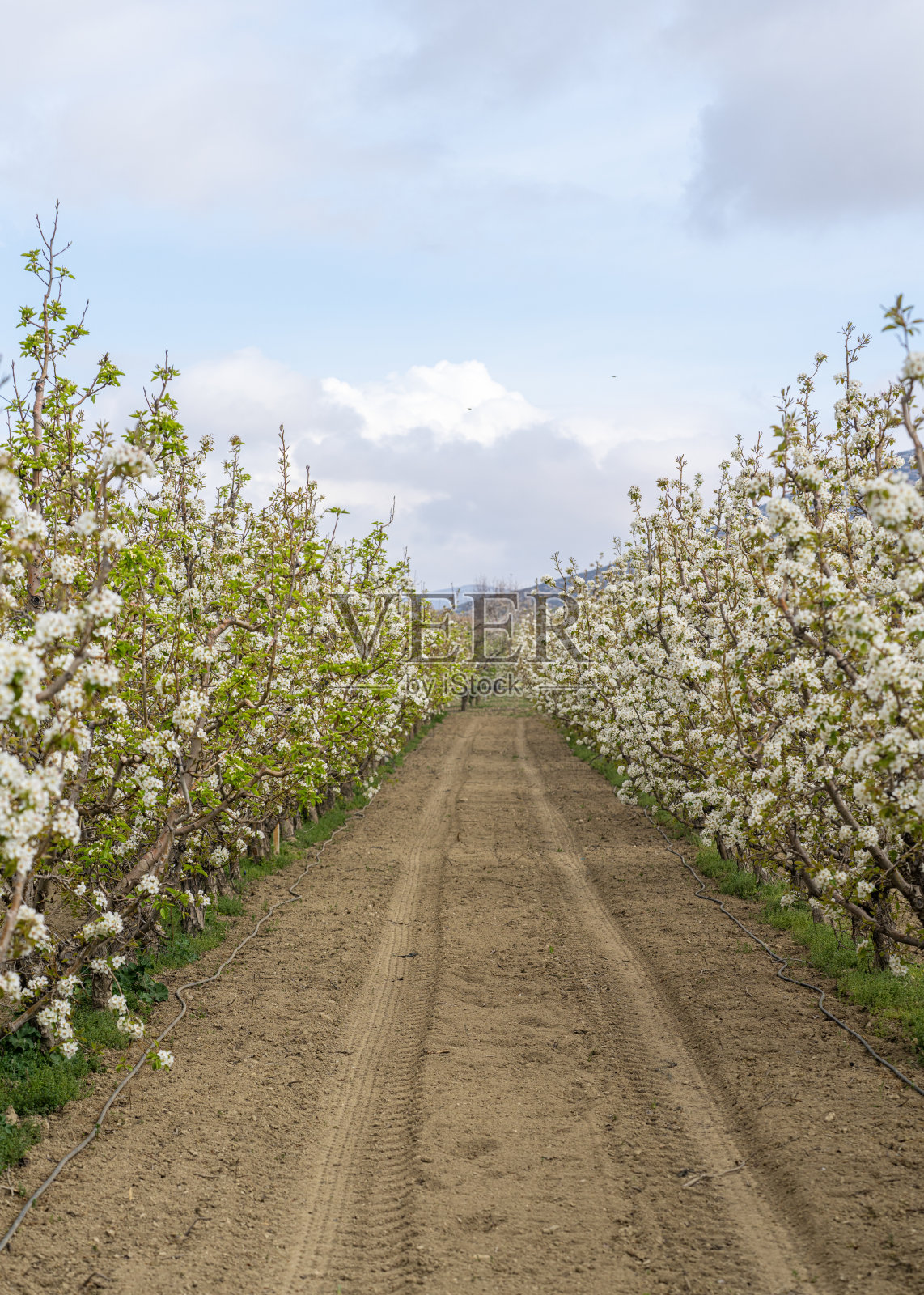 安塔利亚的盛开苹果 orchard照片摄影图片