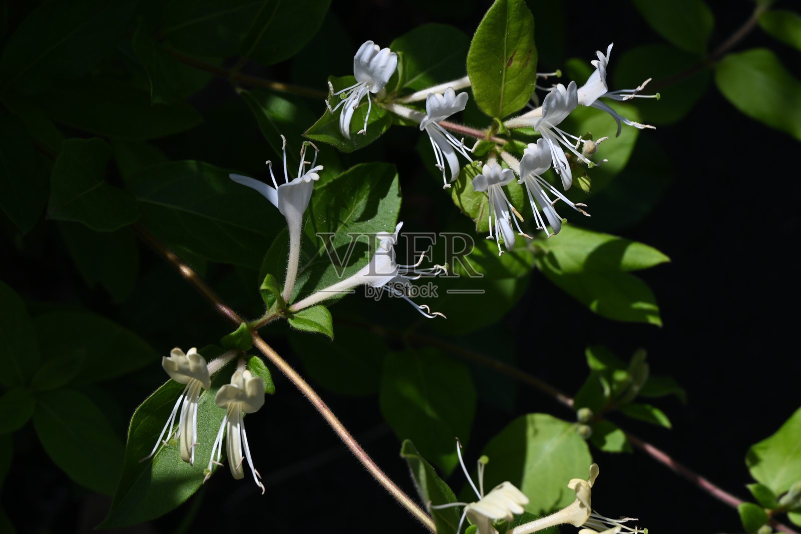 日本忍冬（Lonicera japonica）花。忍冬科常绿藤本植物。照片摄影图片