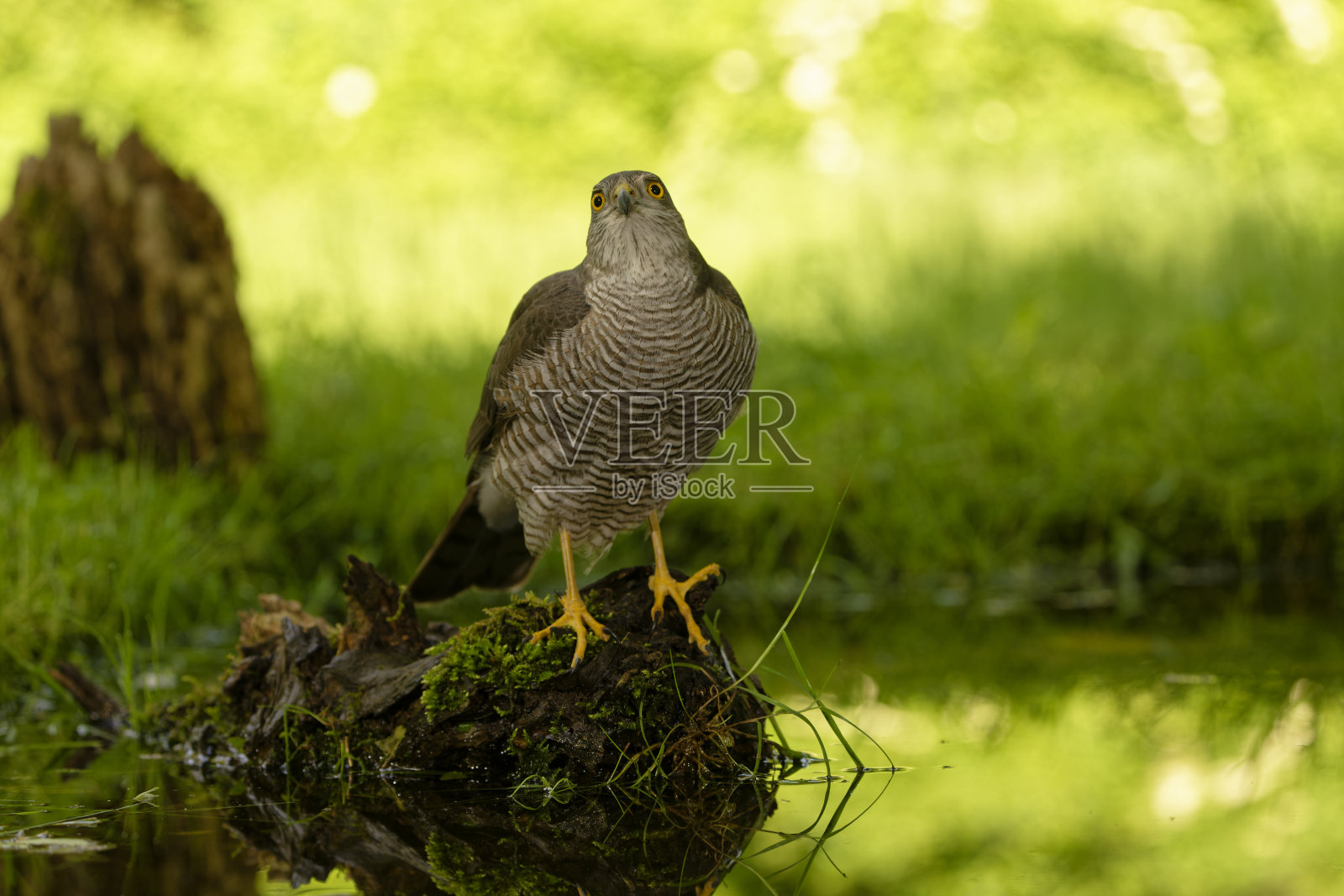 雌性欧亚雀鹰照片摄影图片