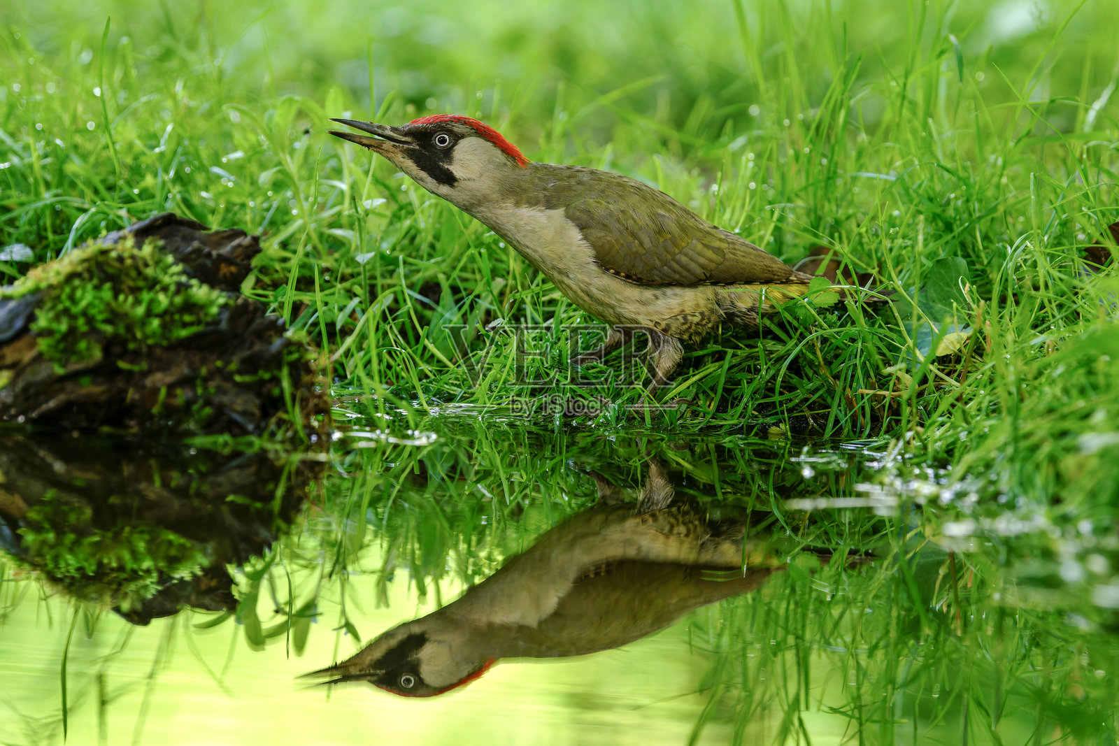 绿色啄木鸟在水中倒影照片摄影图片