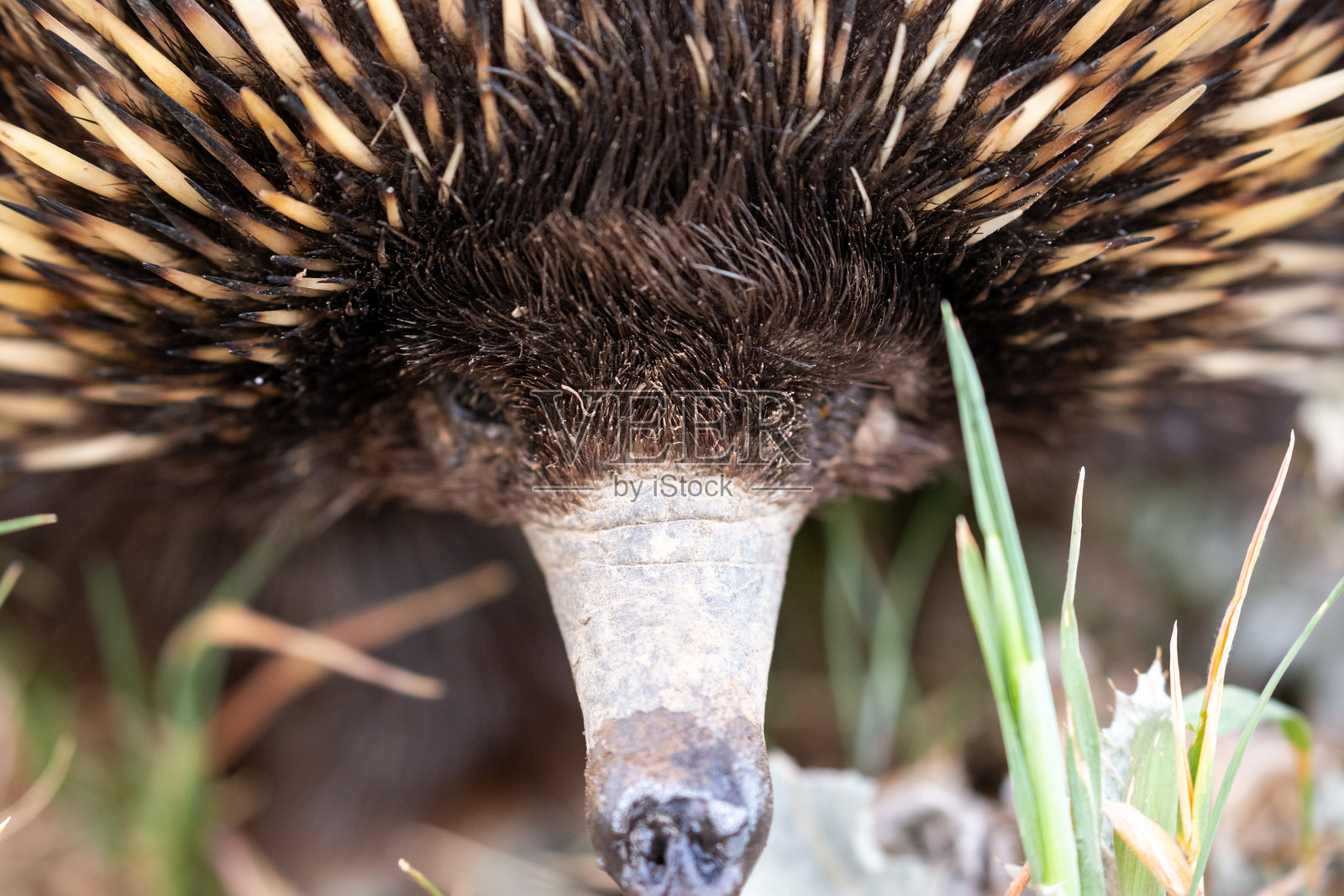 短喙针鼹在布满蓟子的草地农田中行走照片摄影图片